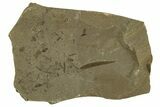 Fossil Willow (Salix) Leaf with Craneflies - Utah #331869-1